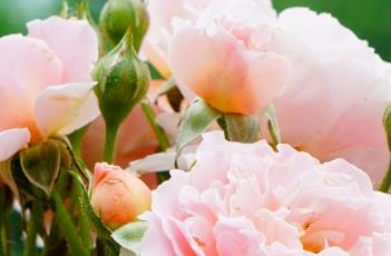 月季花叶枯病的防治方法 月季花叶枯病的防治方法