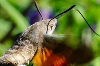 紫绒鼠尾草