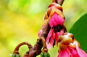 红花荷 红花荷