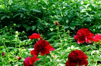 芍药 芍药