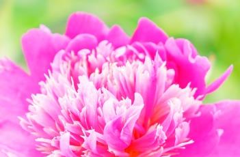 芍药花期及养殖要点 芍药花期及养殖要点