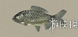 尼尔机械纪元钓鱼全鱼类收集攻略 钓鱼成就怎么完成 Arowana