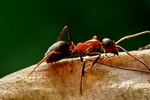 红火蚁最怕什么（红火蚁最怕什么油）