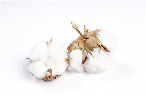 新疆棉花和普通棉花的区别是什么（常说的新疆棉花是属于哪种棉花类型?）