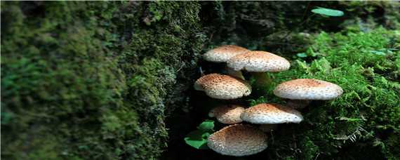 蘑菇的种植条件和适宜环境 蘑菇的种植条件和适宜环境图片