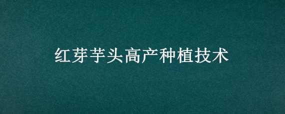 红芽芋头高产种植技术