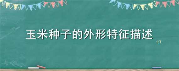 玉米种子的外形特征描述