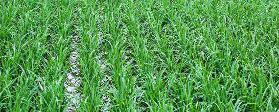 水稻旱育秧技术要点 水稻旱秧育苗技术
