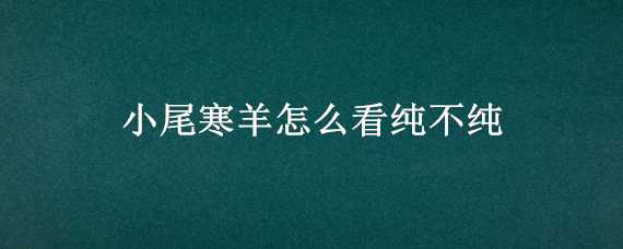 小尾寒羊怎么看纯不纯（小尾寒羊怎么挑选）