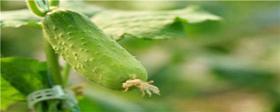 早春露地黄瓜种植技术