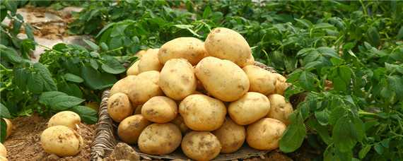 土豆怎么种植才能高产（土豆怎么种植才能高产起来）