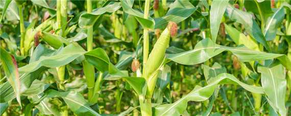山东春玉米最早播种时间 山东春玉米种植时间