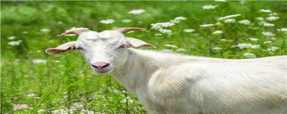 羊难产掏羊的方法 难产的羊用手掏出来能不能活