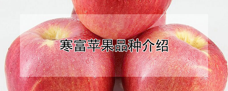 寒富苹果品种介绍