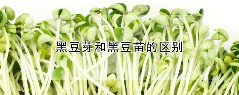 黑豆芽和黑豆苗的区别