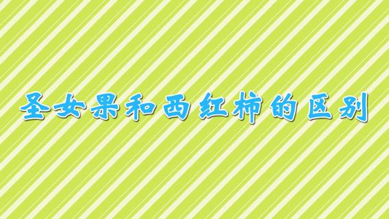 圣女果和西红柿的区别