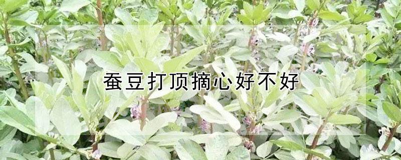 蚕豆打顶摘心好不好