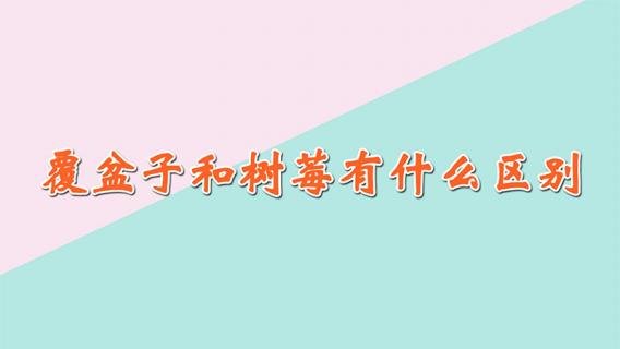 覆盆子和树莓有什么区别