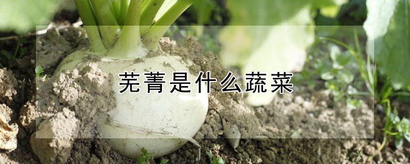 芜菁是什么蔬菜 芜菁是什么蔬菜图片