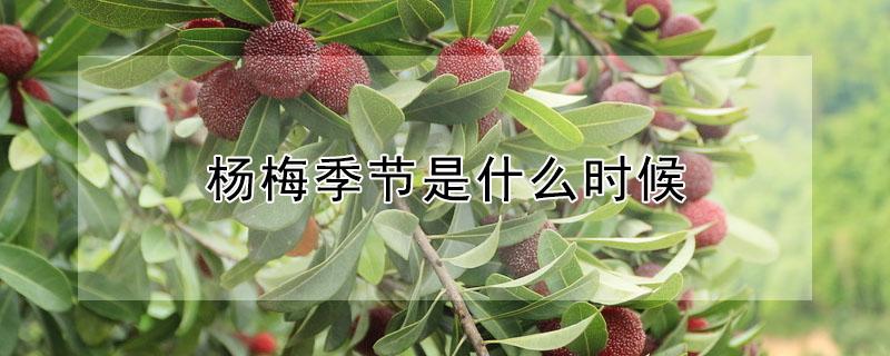 杨梅季节是什么时候