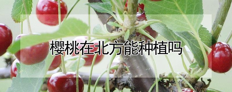 樱桃在北方能种植吗