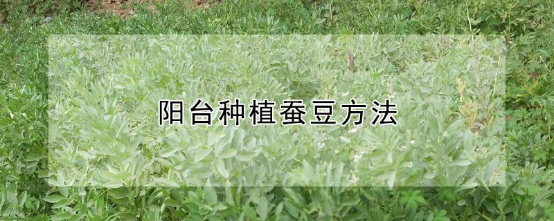 阳台种植蚕豆方法