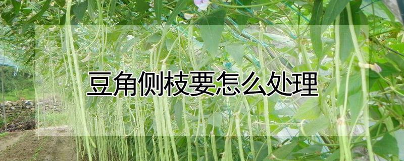 豆角侧枝要怎么处理