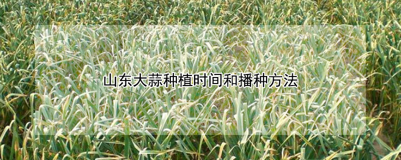 山东大蒜种植时间和播种方法