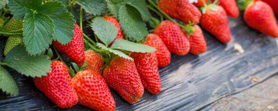 种植草莓的技术和日常管理方法 种植草莓的技术和日常管理方法图片