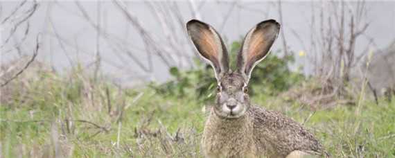 野兔冬季活动规律（野兔冬季活动规律是什么）