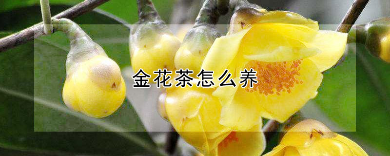 金花茶怎么养