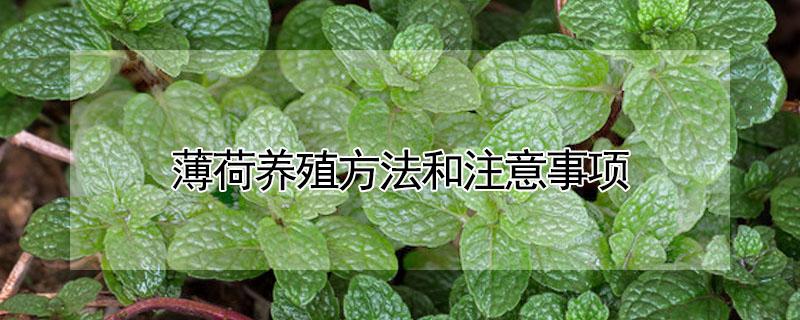 薄荷养殖方法和注意事项