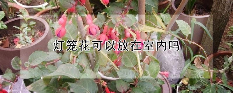 灯笼花可以放在室内吗