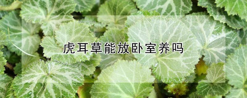 虎耳草能放卧室养吗 虎耳草可以放卧室吗