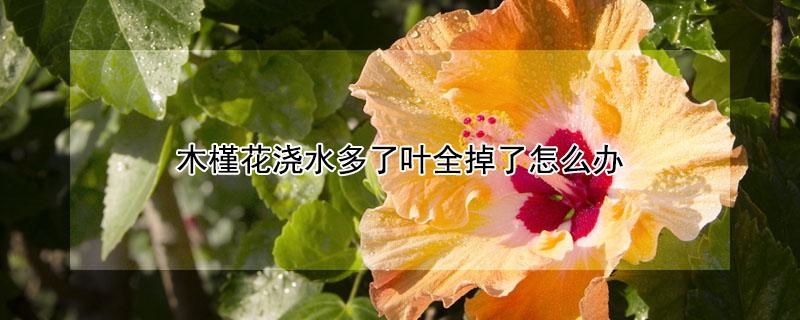 木槿花浇水多了叶全掉了怎么办