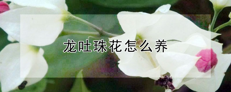 龙吐珠花怎么养