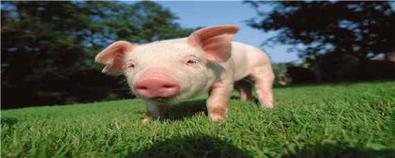 小香猪的肉能不能吃 小香猪的肉能不能吃了