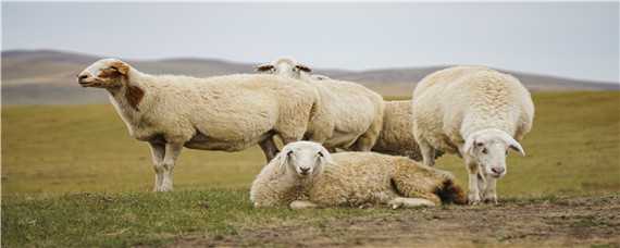 绵羊品种 绵羊品种图片大全