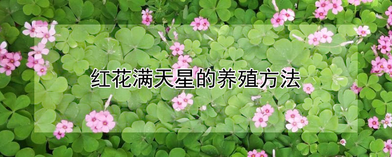 红花满天星的养殖方法