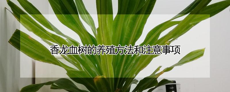 香龙血树的养殖方法和注意事项