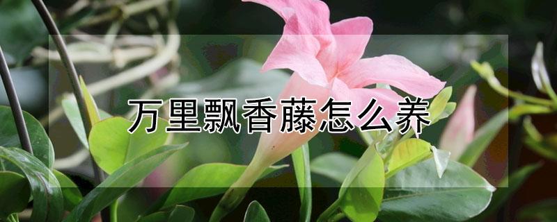 万里飘香藤怎么养