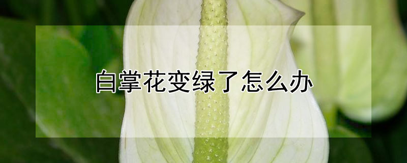 白掌花变绿了怎么办