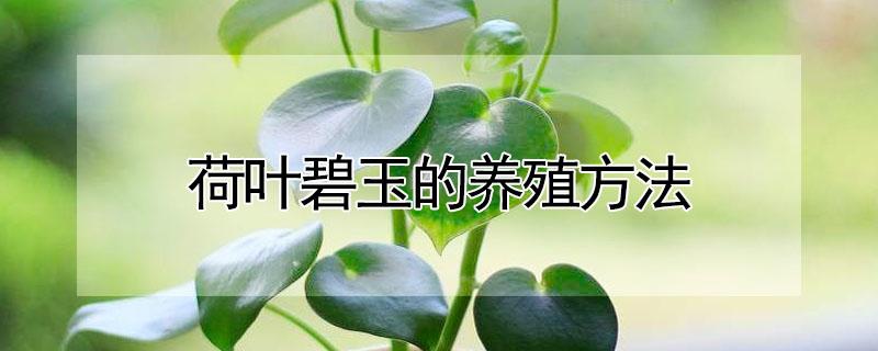 荷叶碧玉的养殖方法