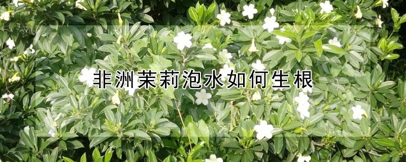 非洲茉莉泡水如何生根