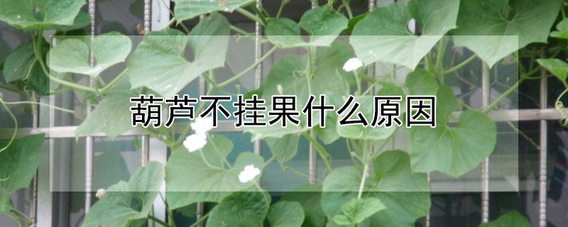 葫芦不挂果什么原因