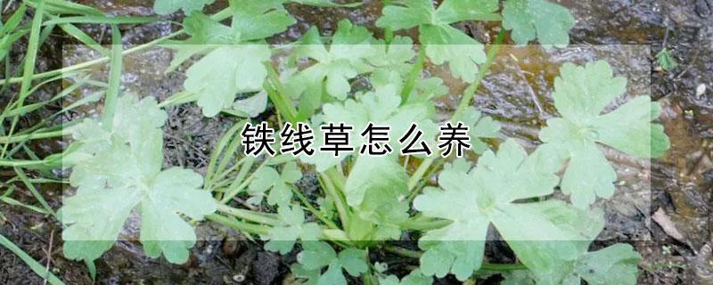 铁线草怎么养