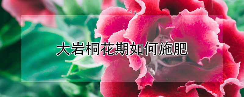 大岩桐花期如何施肥