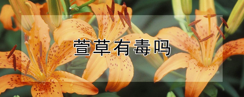 萱草有毒吗