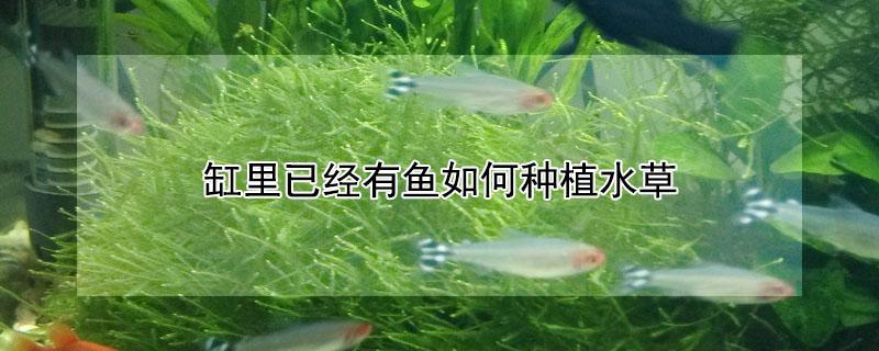 缸里已经有鱼如何种植水草