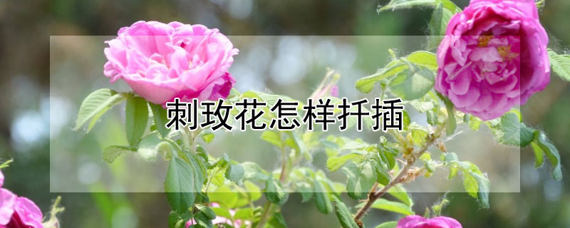 刺玫花怎样扦插 刺玫瑰花怎么扦插